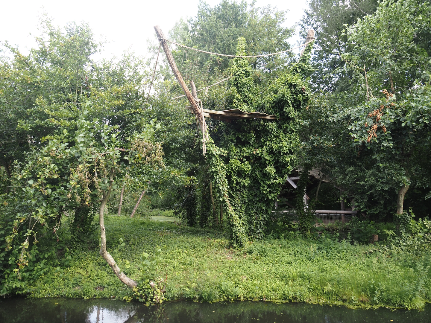 Red-faced black spider monkey island, 2024-08-21