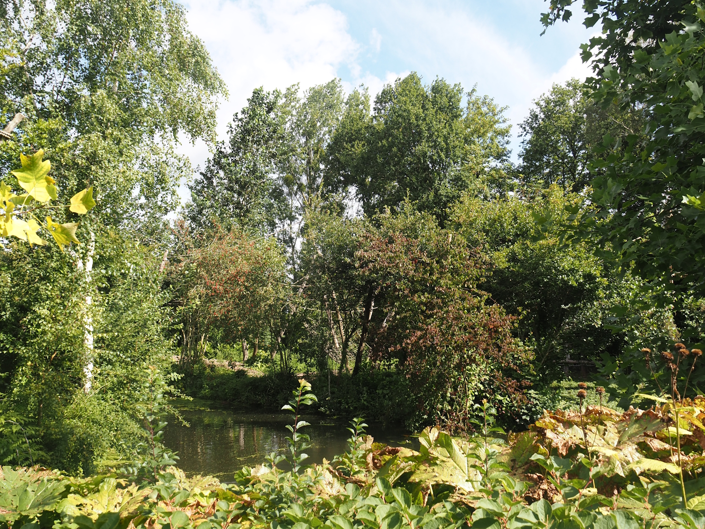 Red-faced black spider monkey island, 2024-08-21