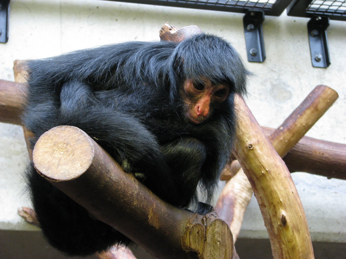Red-faced black spider monkey - July 2012