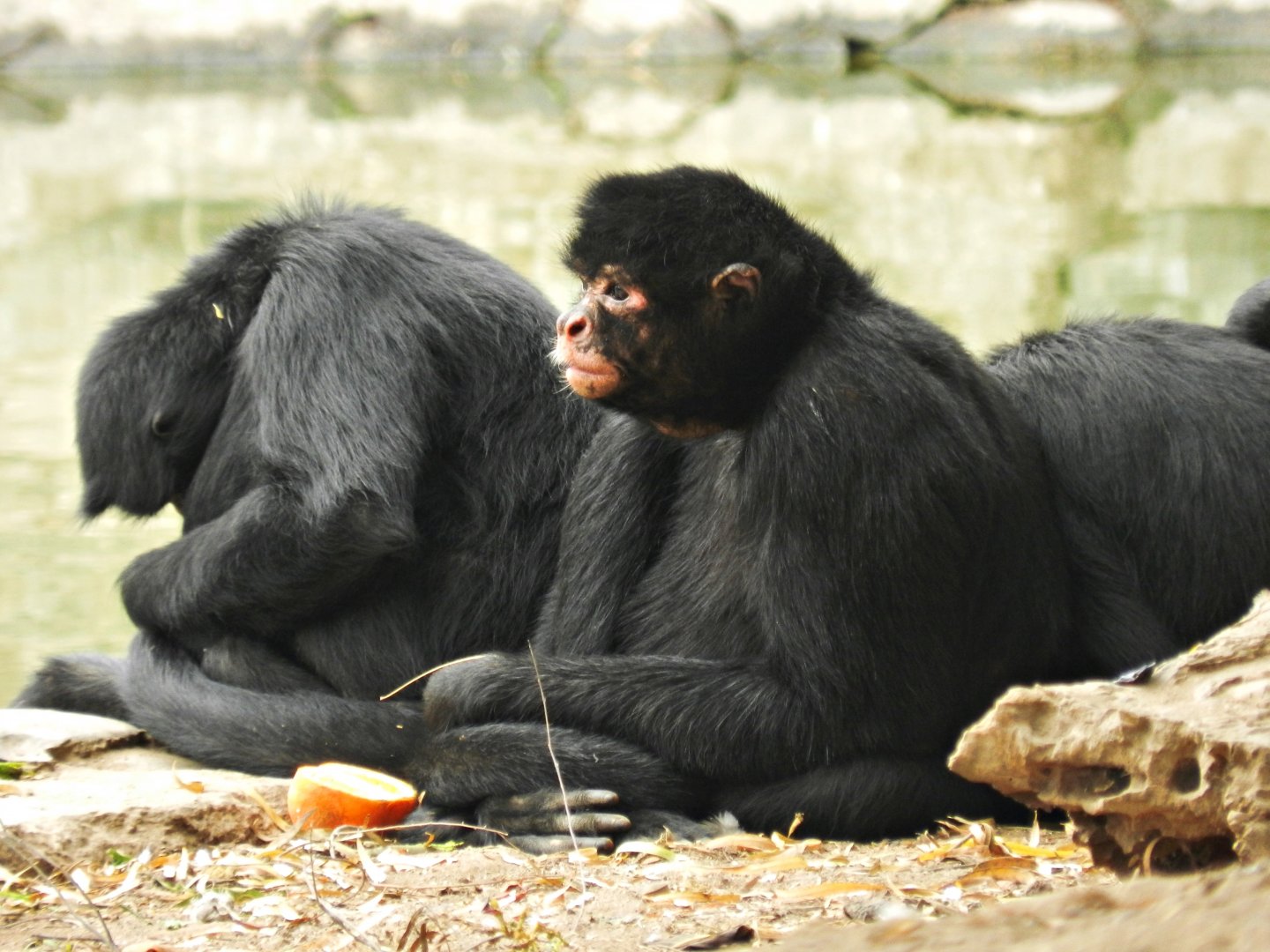 Red-faced black spider monkey - Parque Zoológico Huachipa