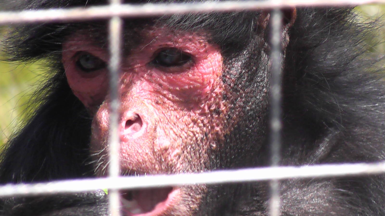 Red Faced Black Spider Monkey - Welsh Mountain Zoo