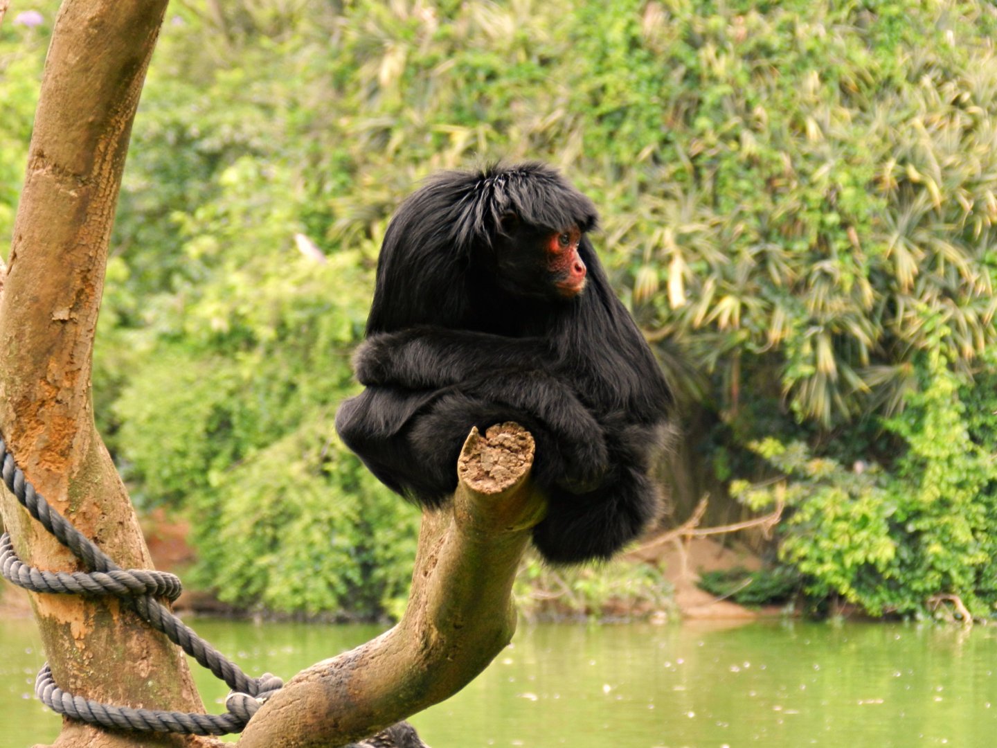 Red-faced black spider monkey - Zoo São Paulo
