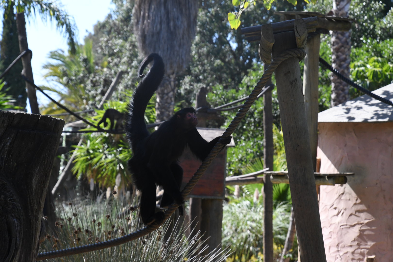 Red-faced Black Spider Monkey