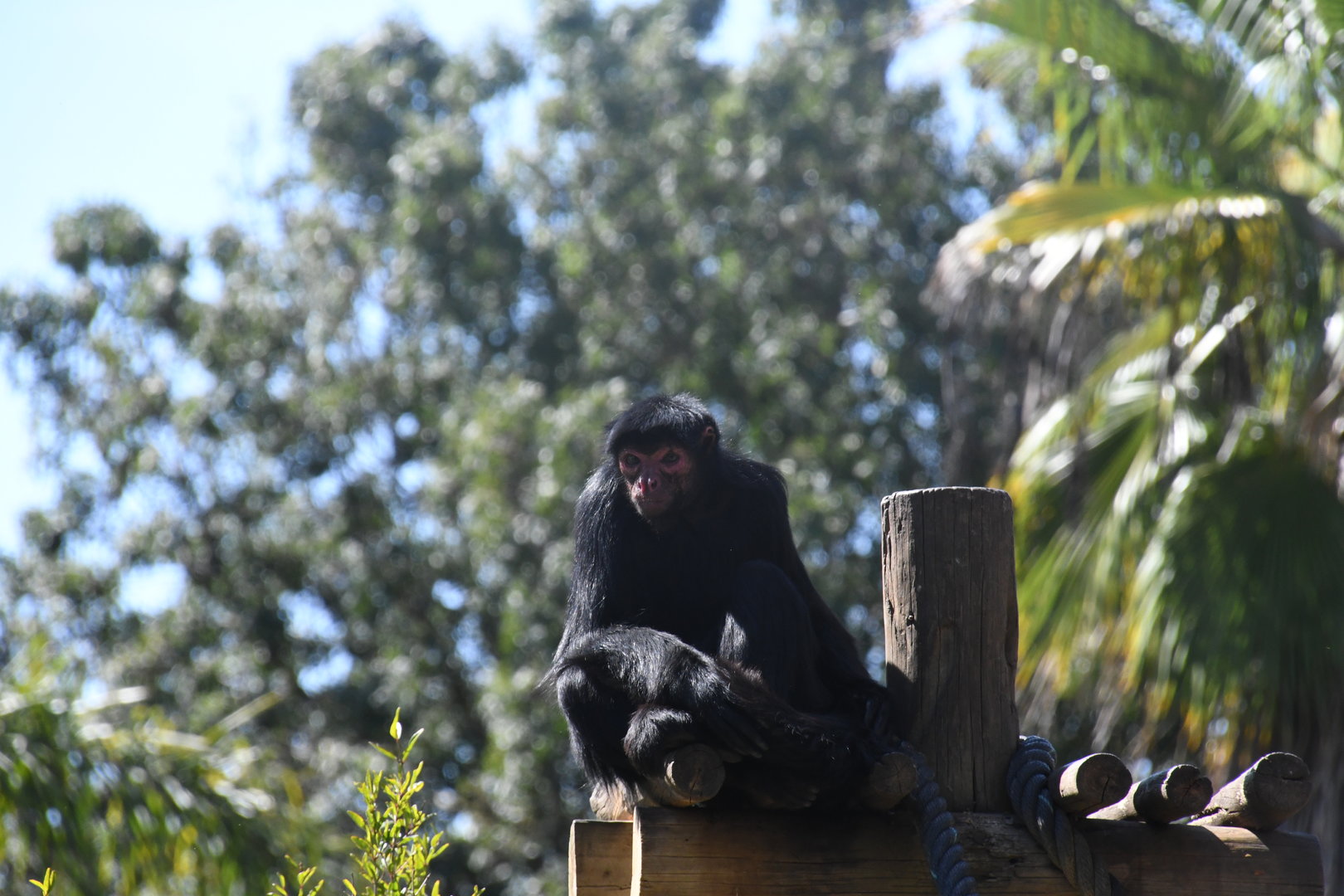 Red-faced Black Spider Monkey