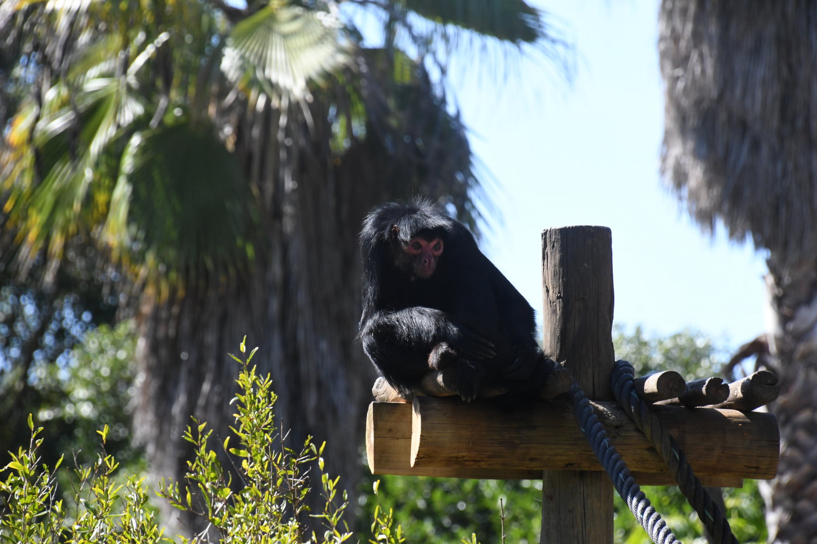 Red-faced Black Spider Monkey