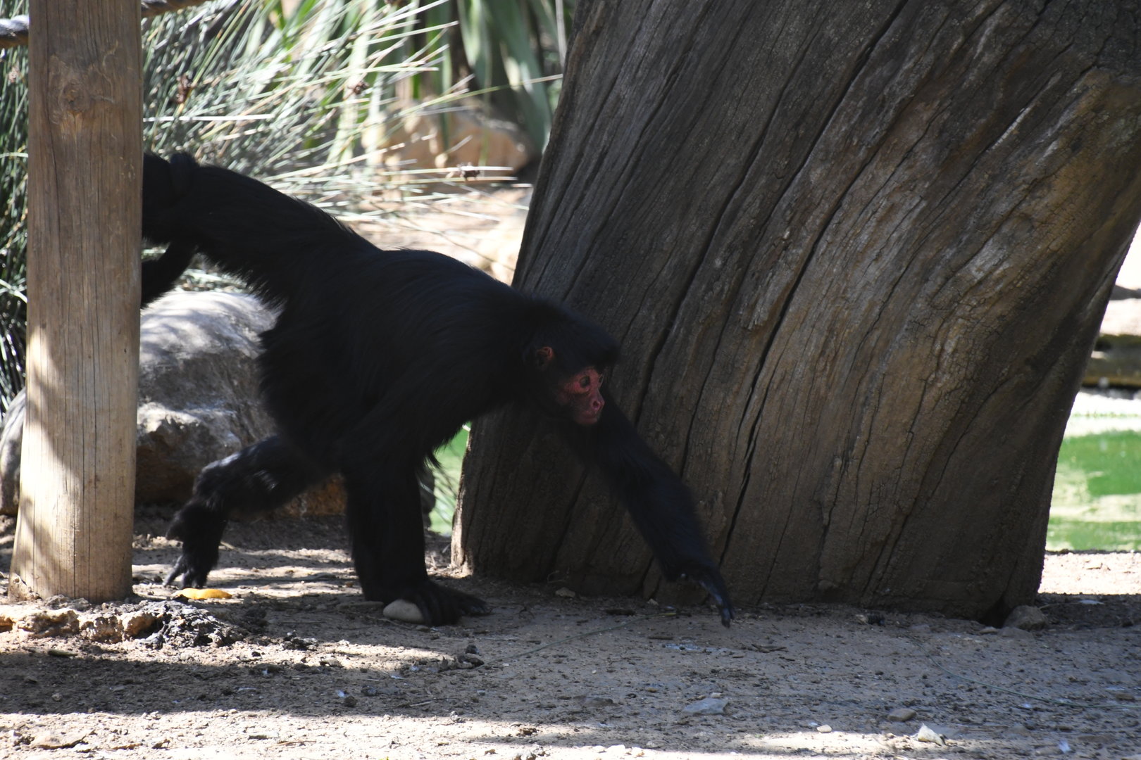 Red-faced Black Spider Monkey