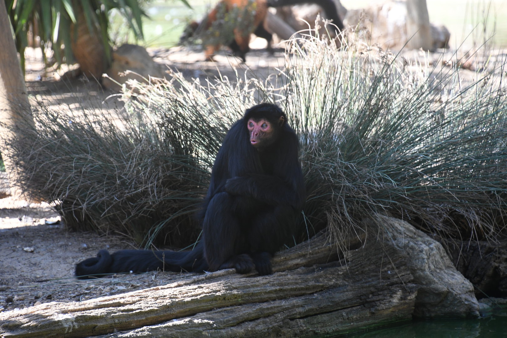 Red-faced Black Spider Monkey