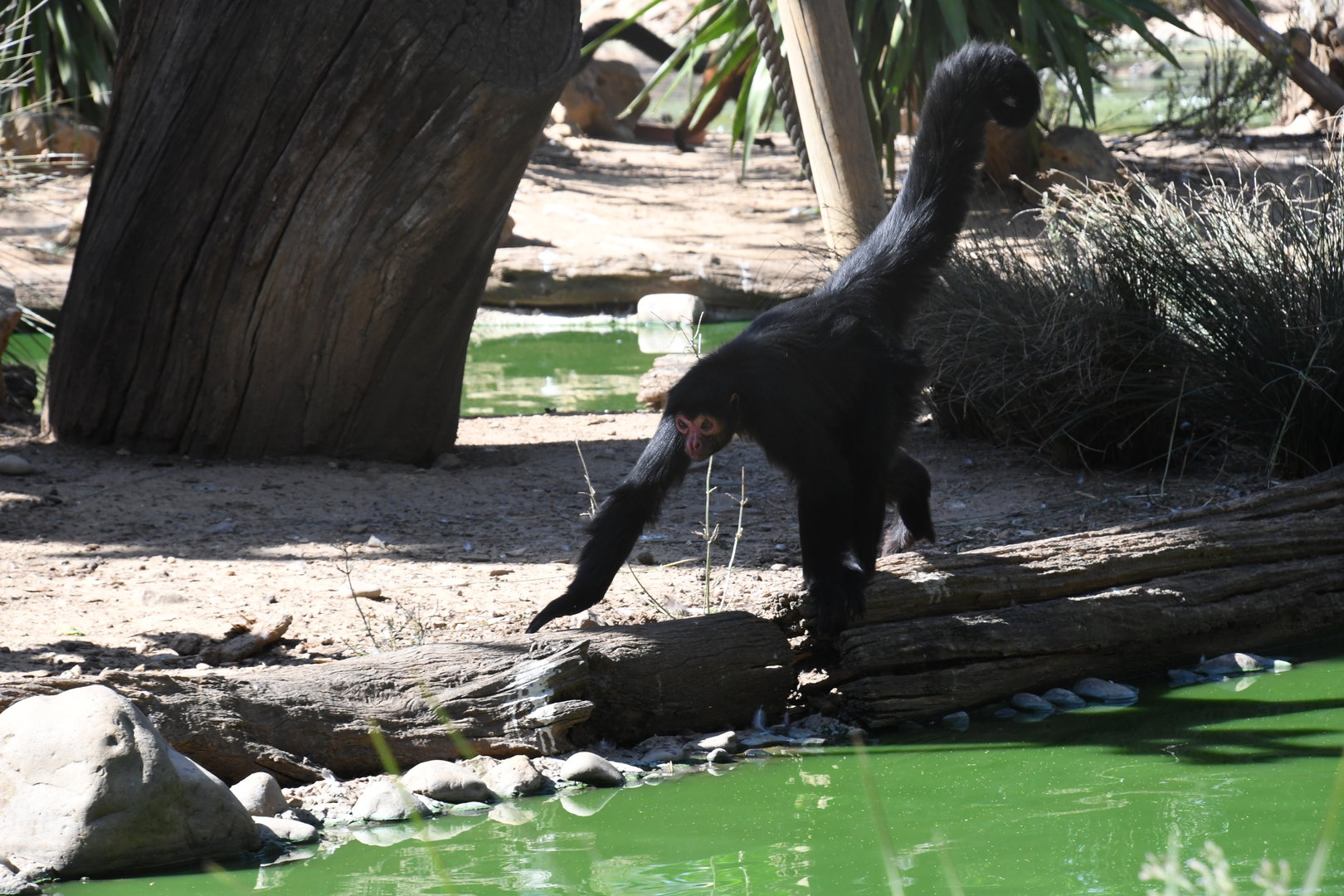 Red-faced Black Spider Monkey