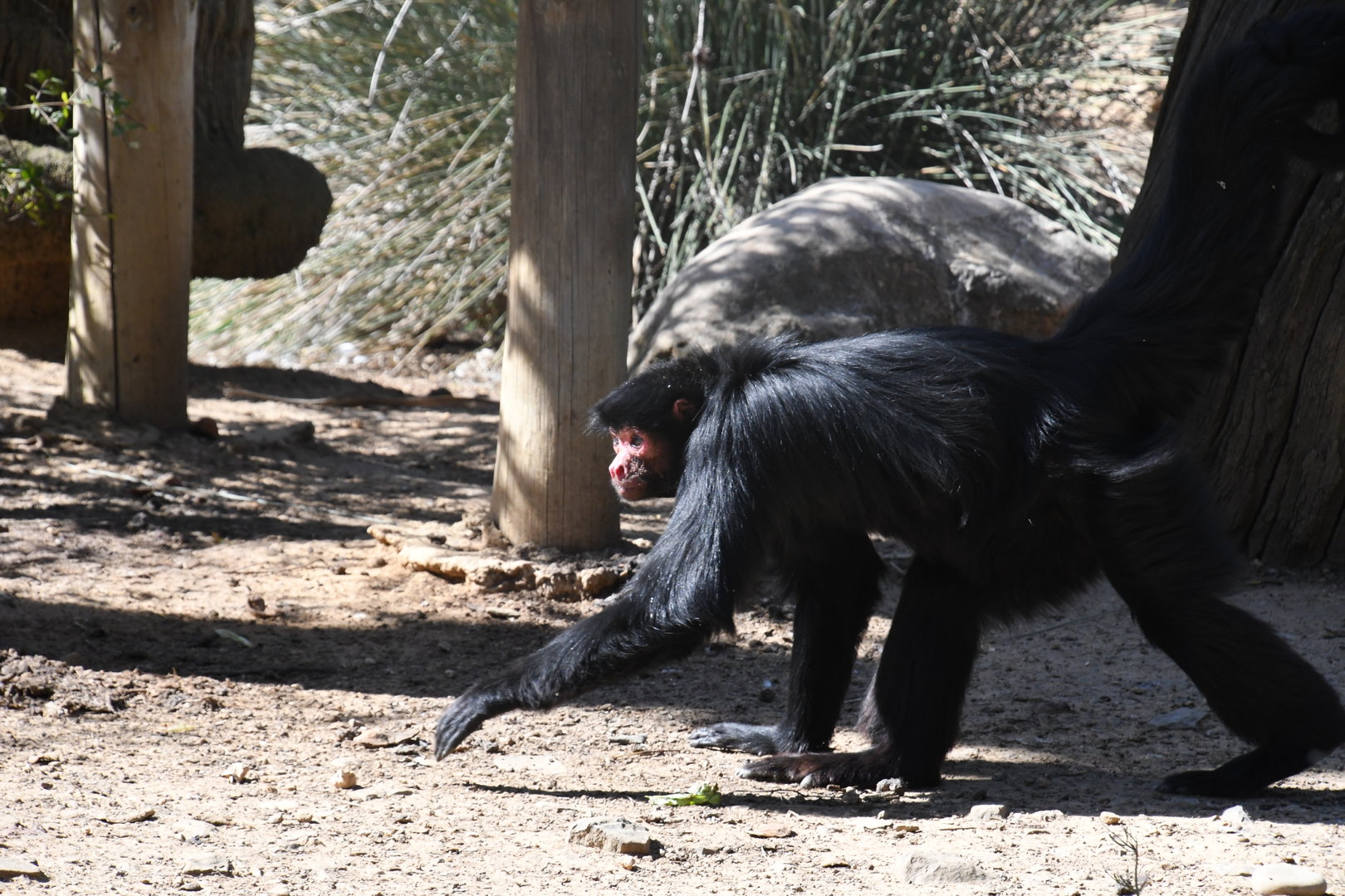 Red-faced Black Spider Monkey