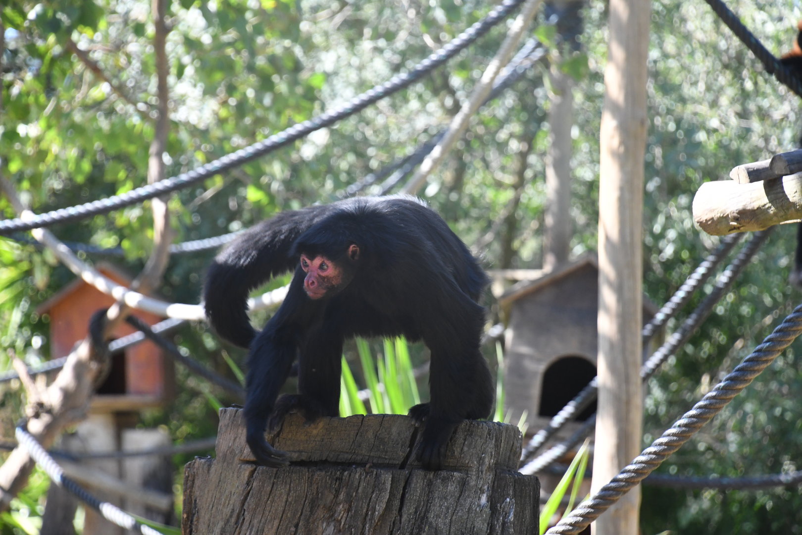 Red-faced Black Spider Monkey