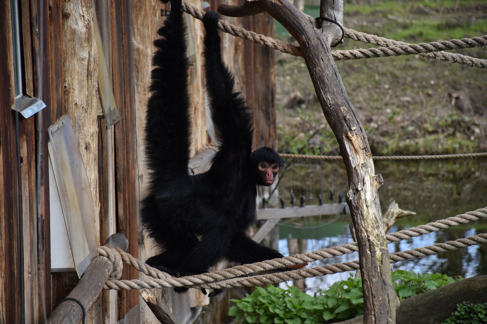 Red-faced black spider monkey