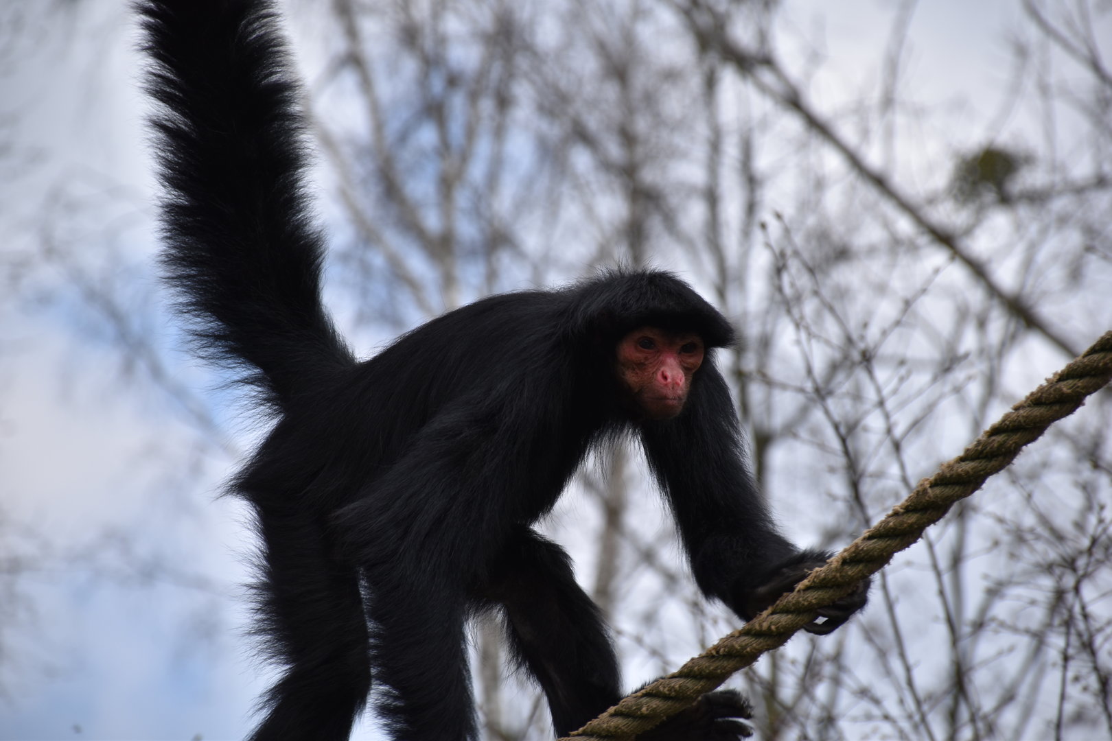 Red-faced black spider monkey