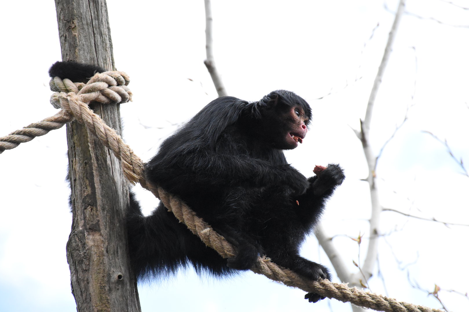 Red-faced black spider monkey