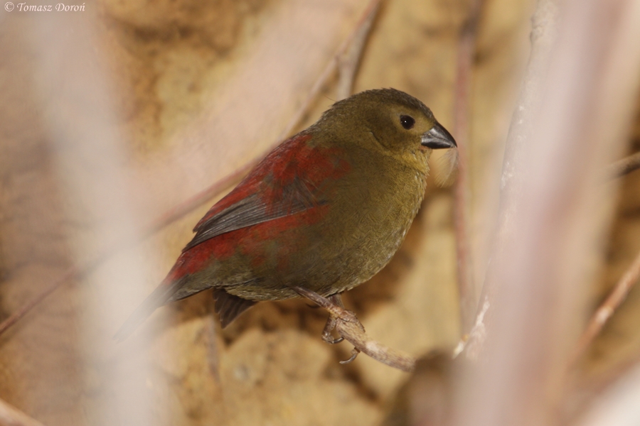 Red-faced Crimsonwing (Cryptospiza reichenovii)