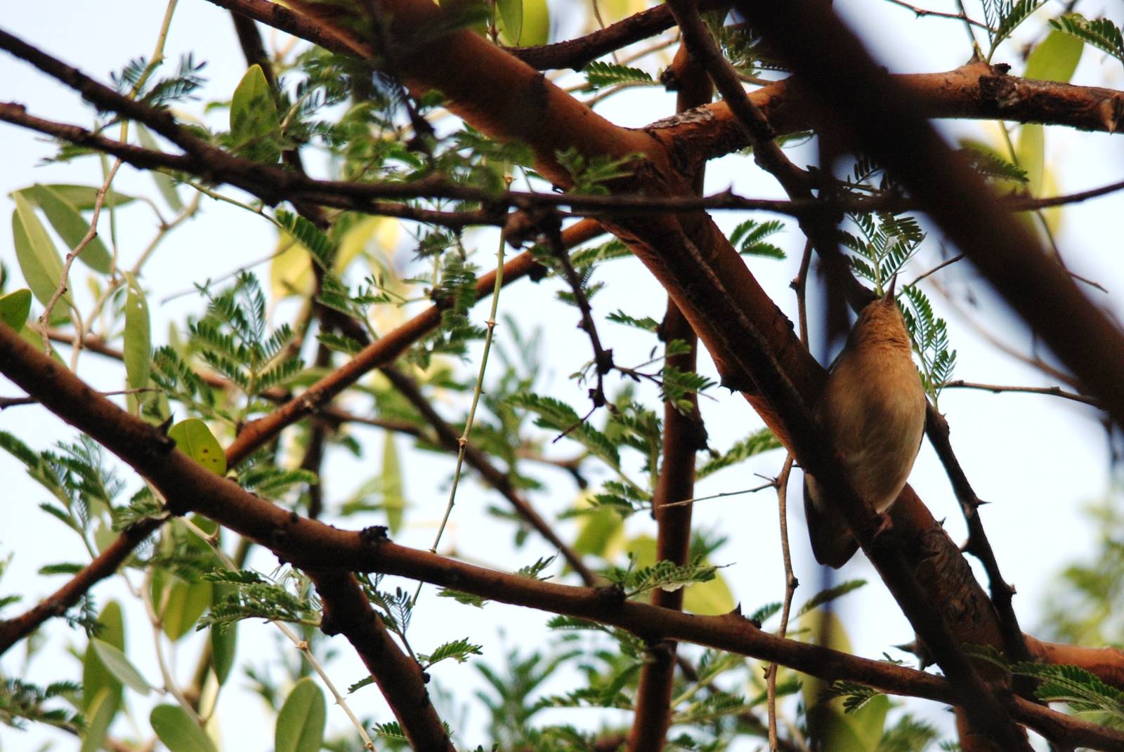 Red-faced Crombec at Abijatta-Shalla NP, 13/10/14