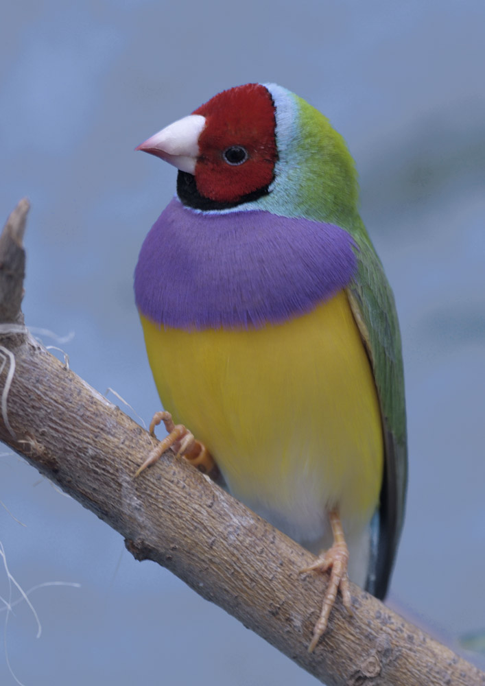 Red-faced Gouldian finch