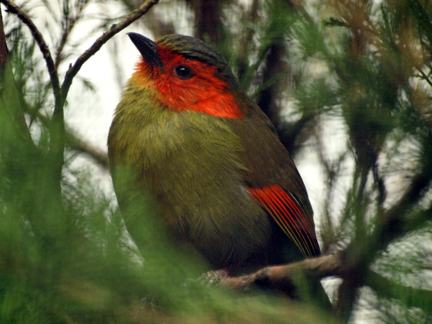 Red-faced Liochichla