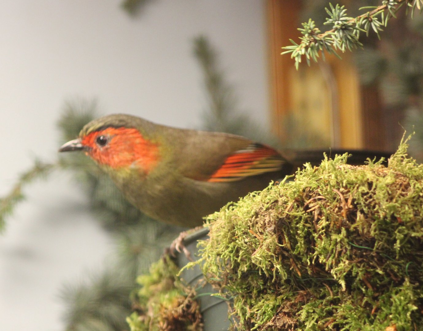 Red-faced liocichla - Liochichla ripponi