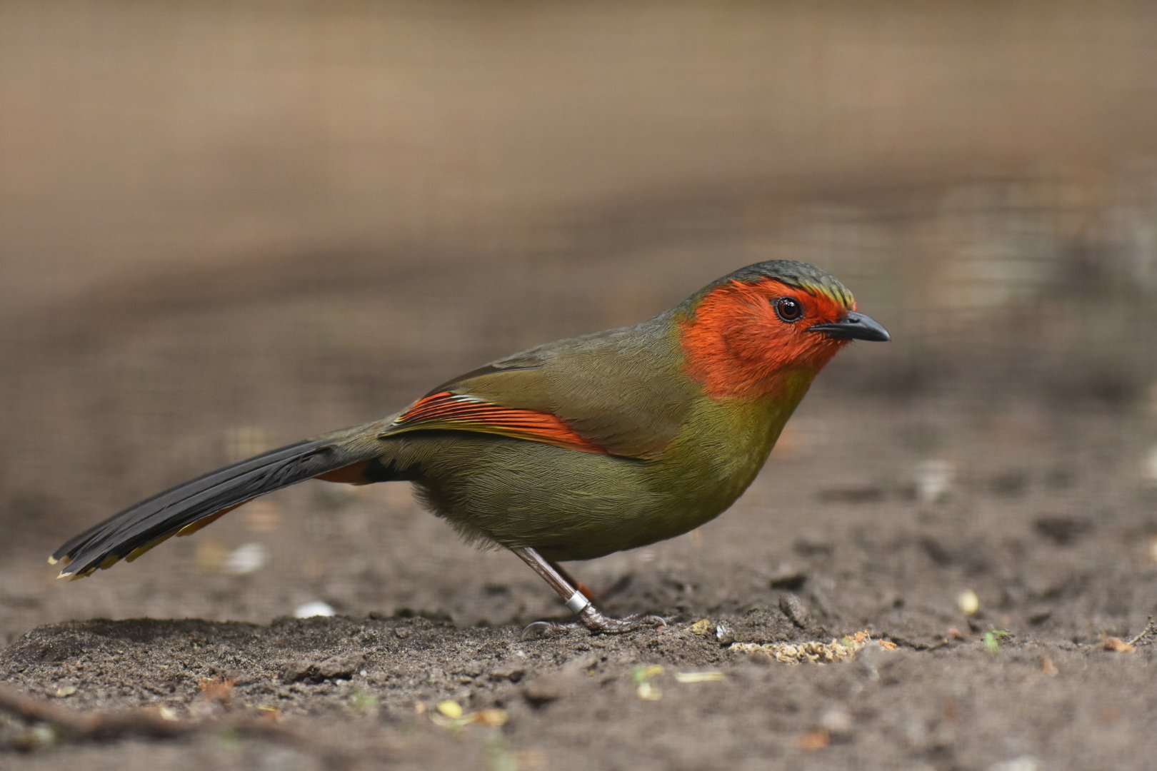 Red-faced liocichla (Liocichla phoenicea)