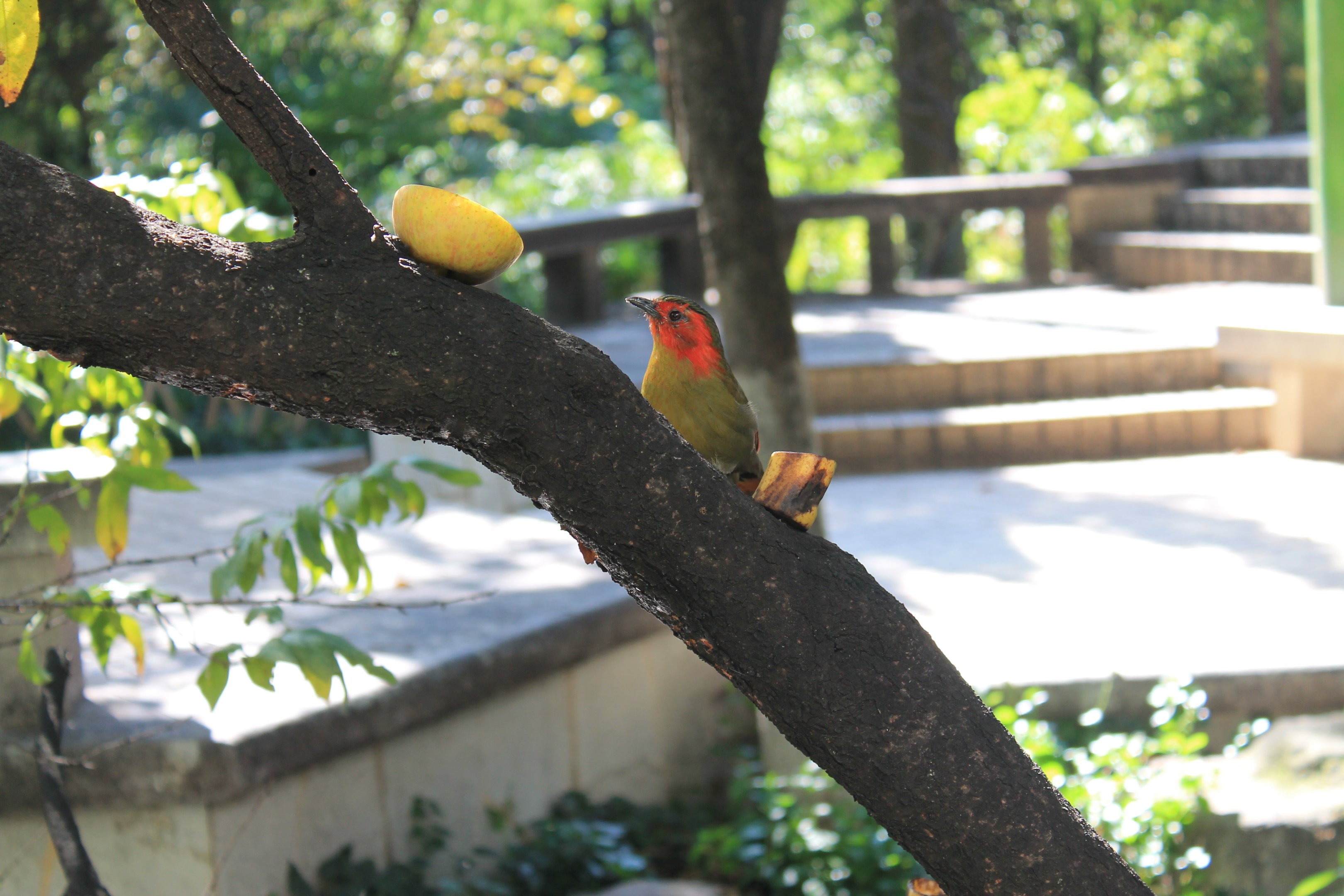 Red-faced Liocichla (Liocichla phoenicea)