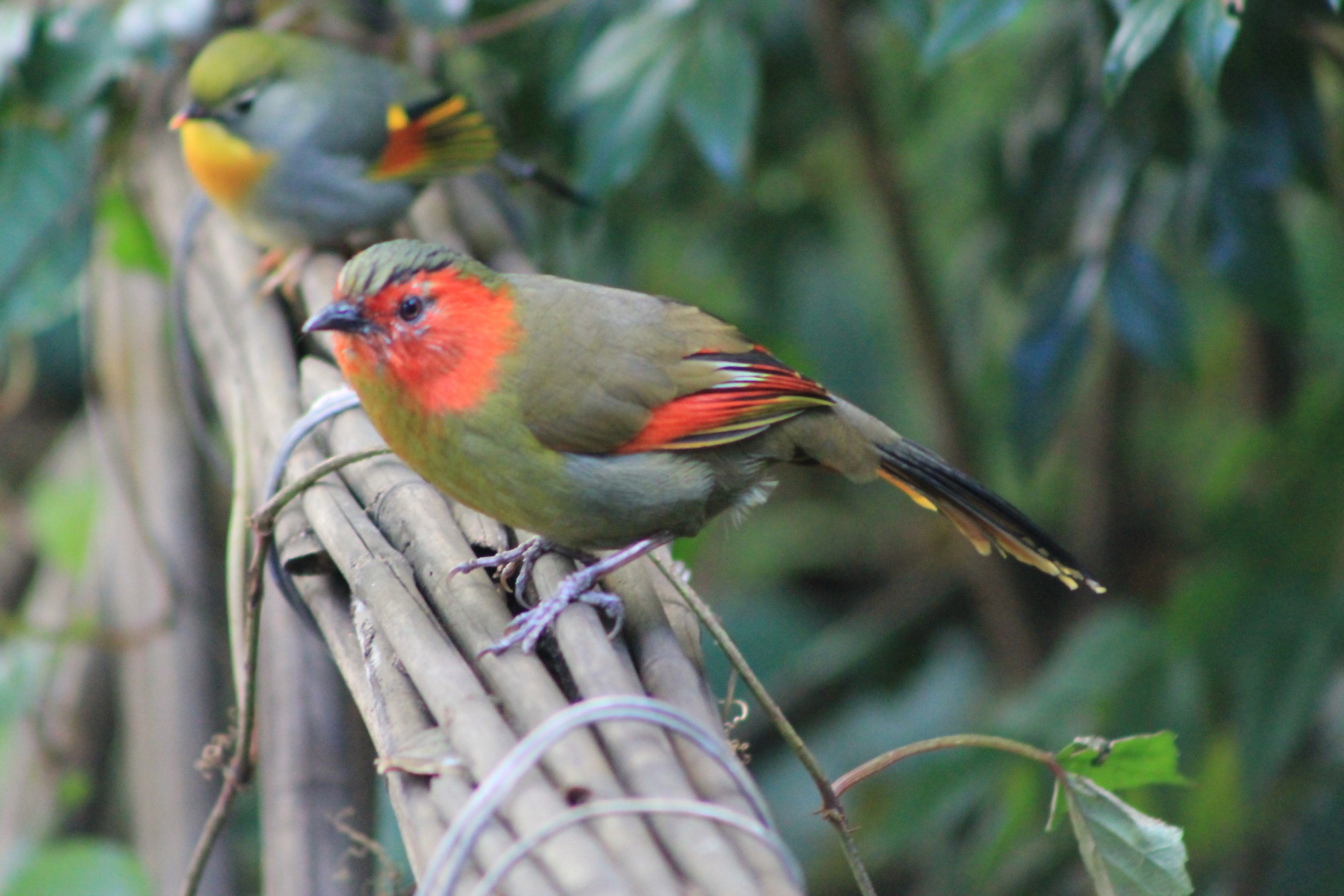 Red-faced Liocichla (Liocichla phoenicea)