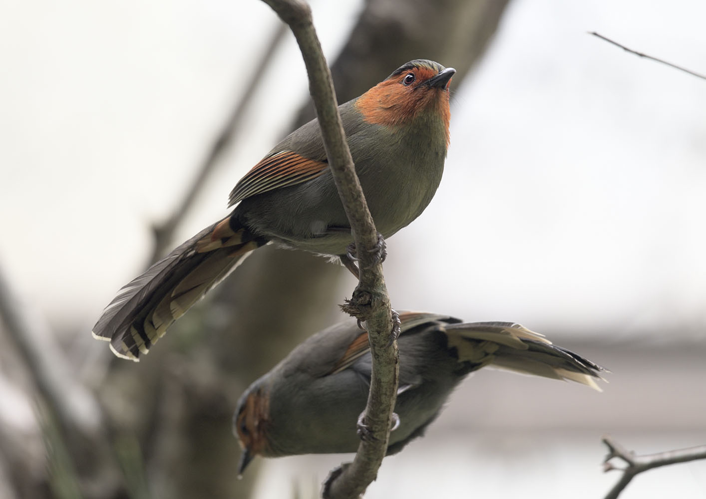 Red-faced liocichla pair