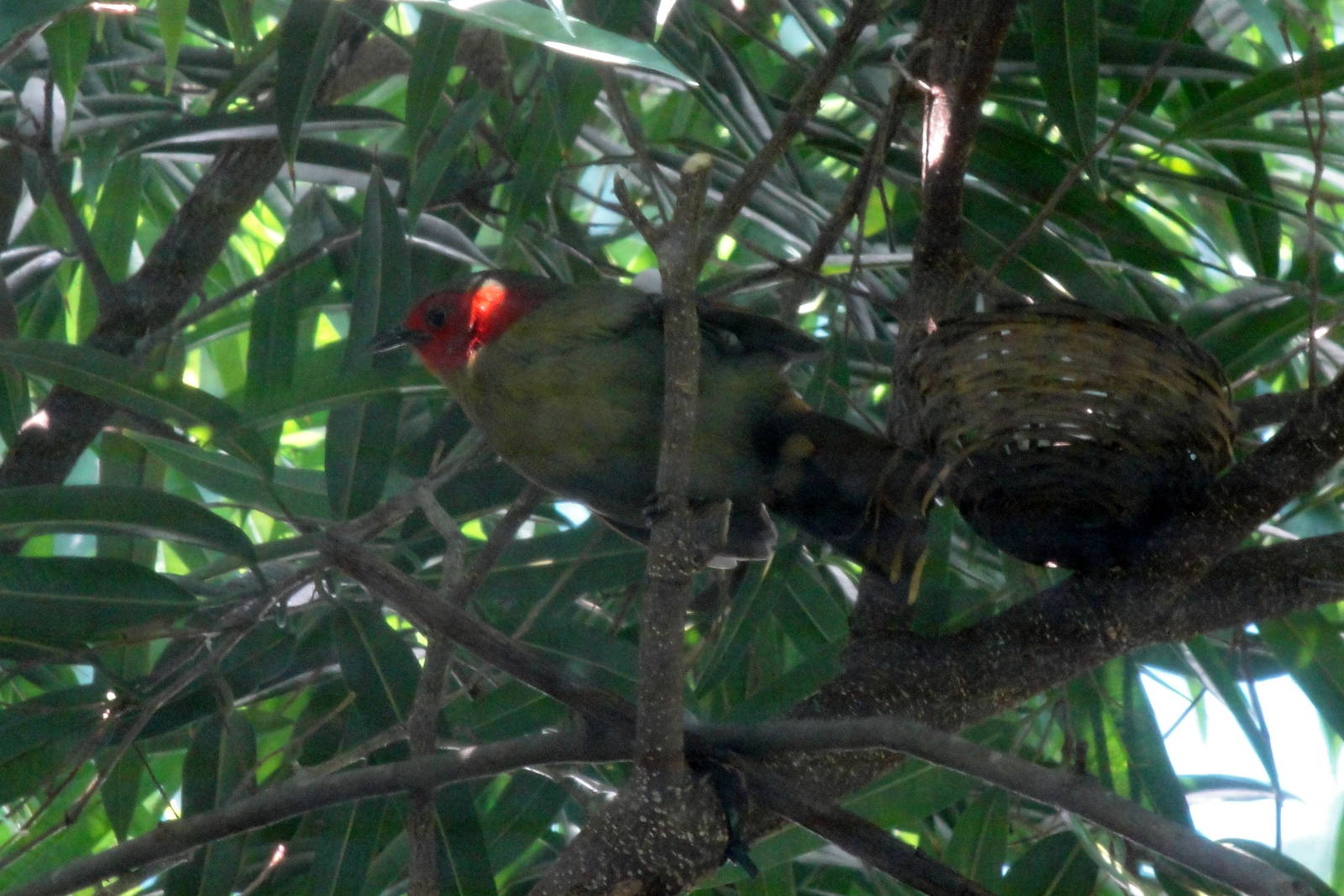 Red-faced Liocichla