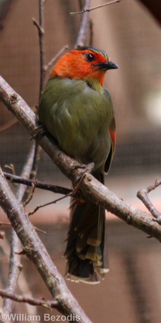 Red-faced Liocichla