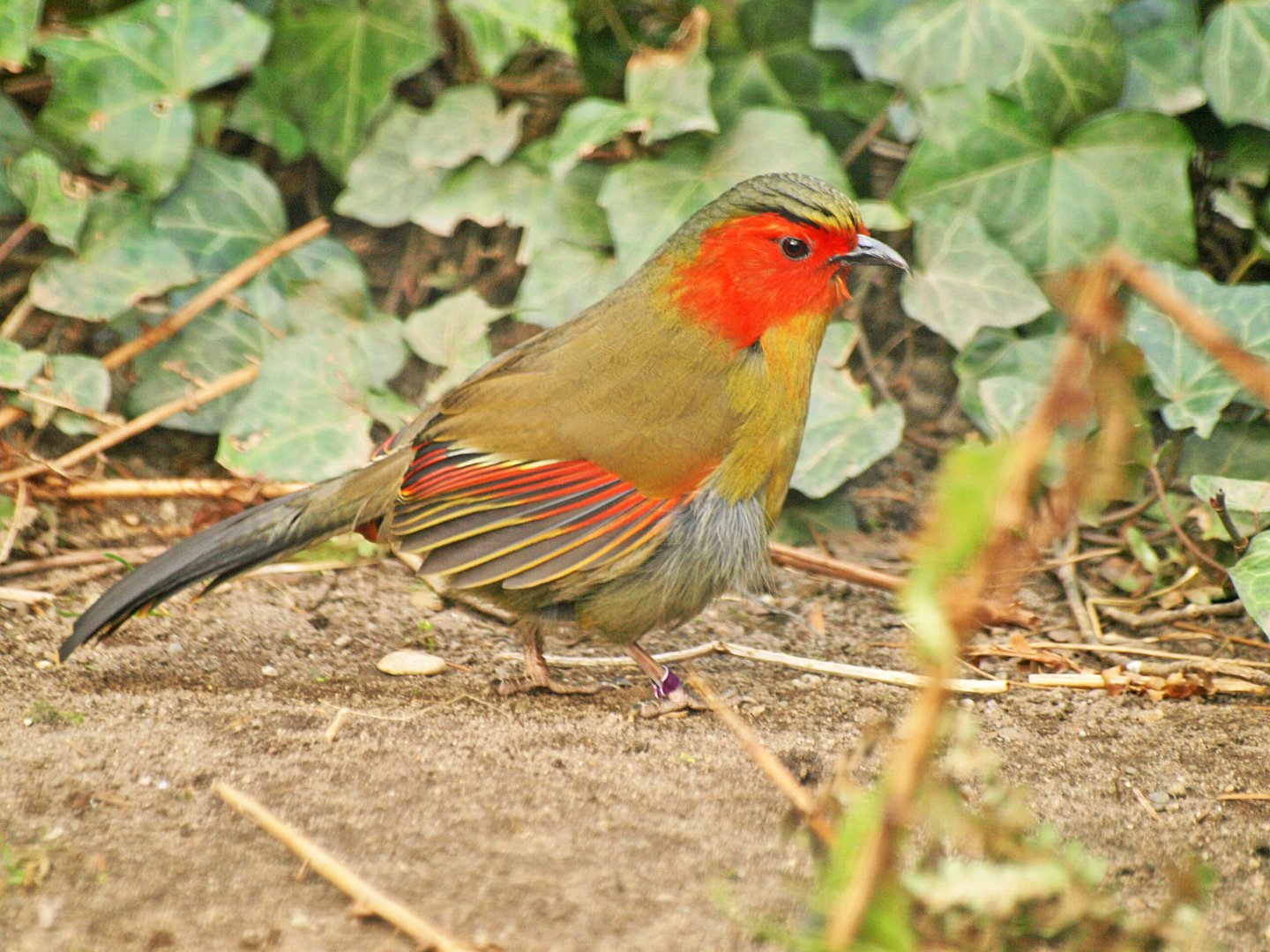 Red-faced Liocichla