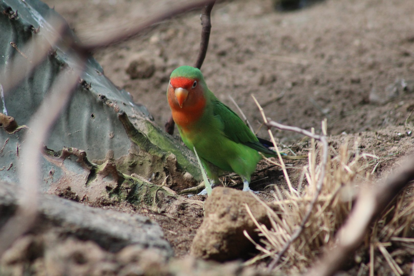 Red-Faced Lovebird