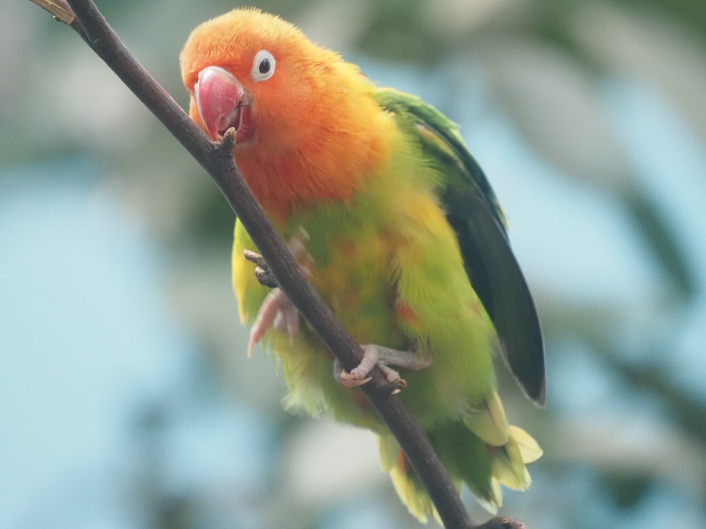 Red-Faced Lovebird