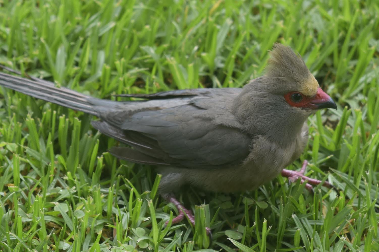 Red-faced Mousebird (Urocolius indicus)