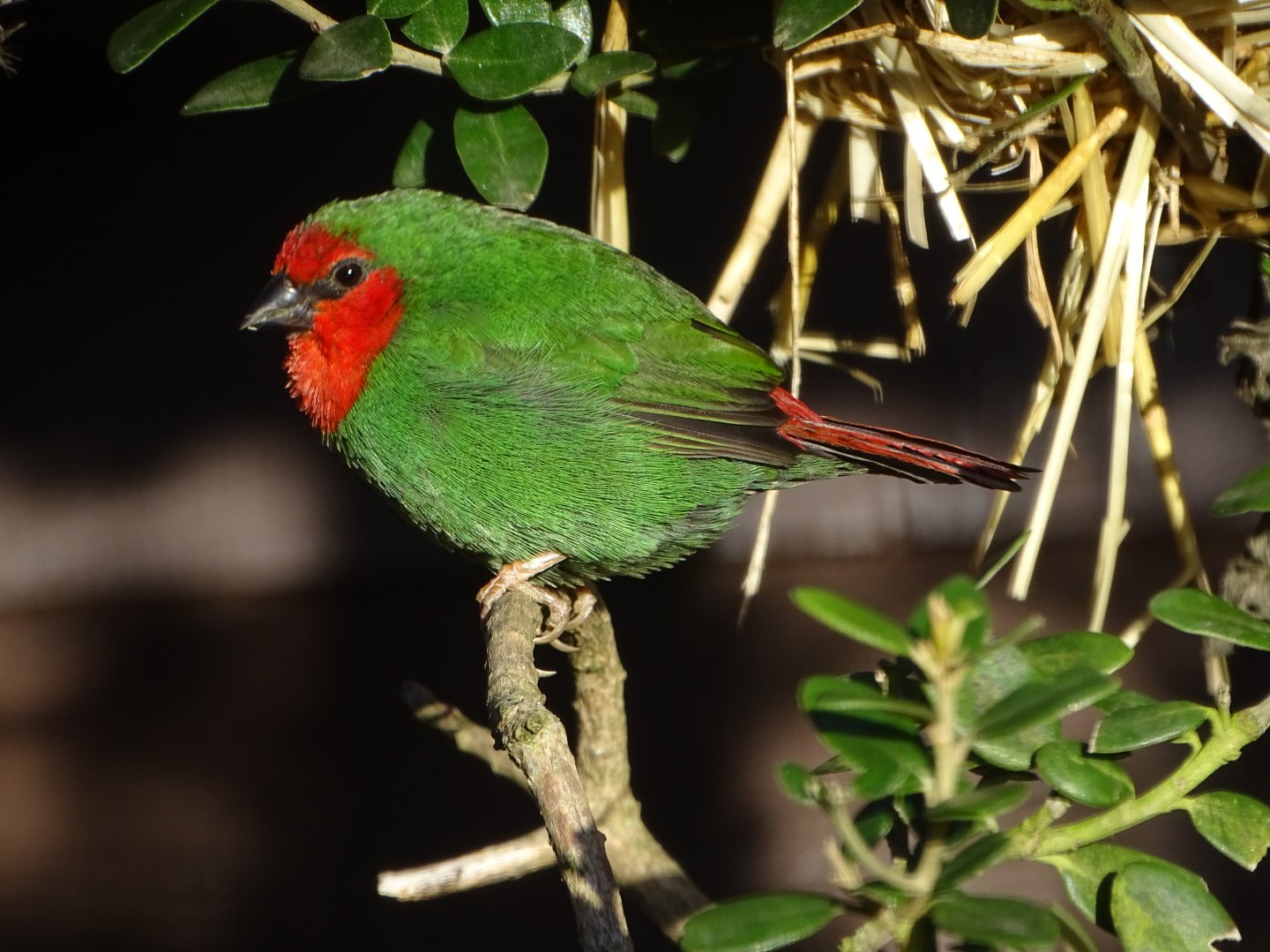 Red-faced Parrot Finch, 28th September 2024