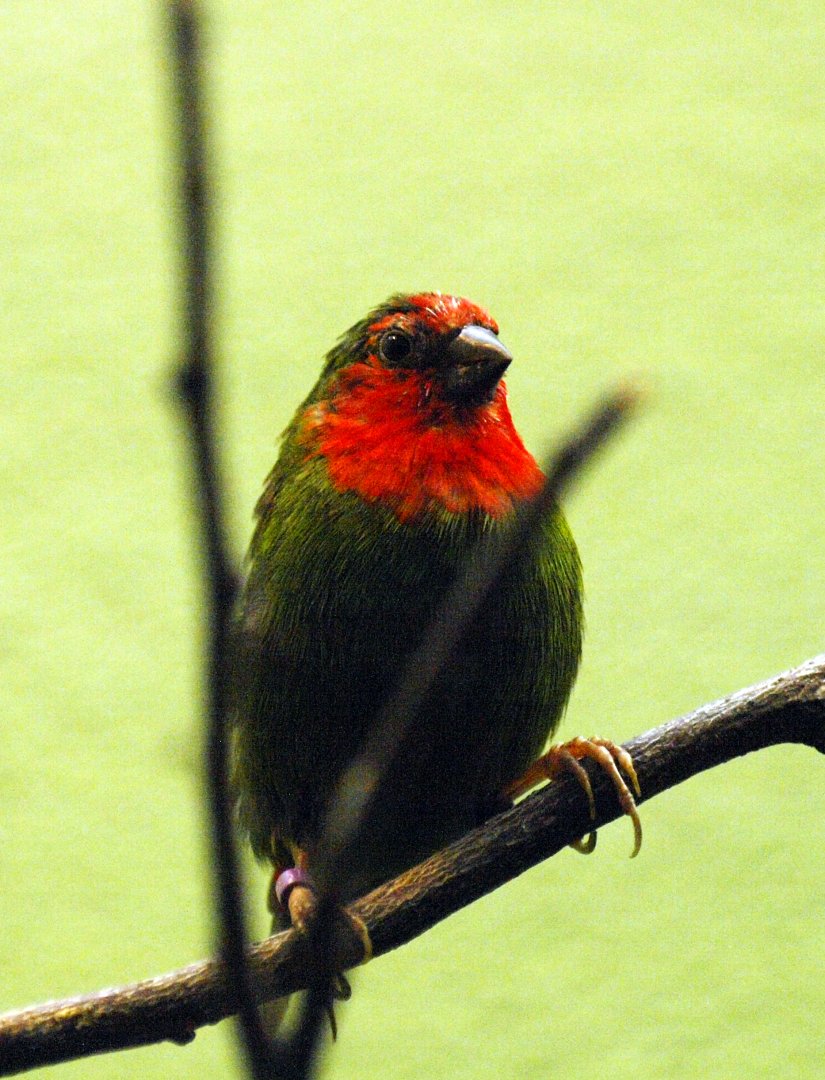 Red-faced parrotfinch