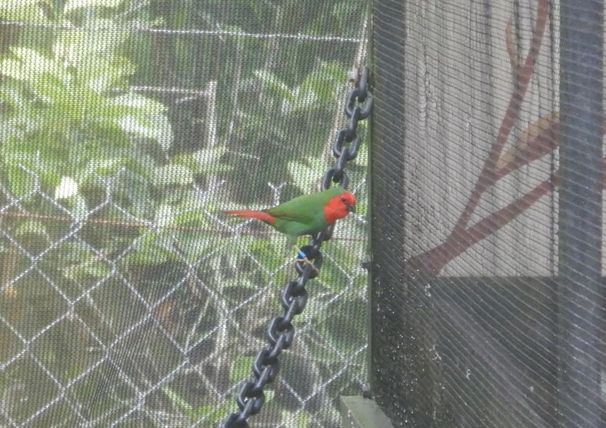 Red Faced Parrotfinch