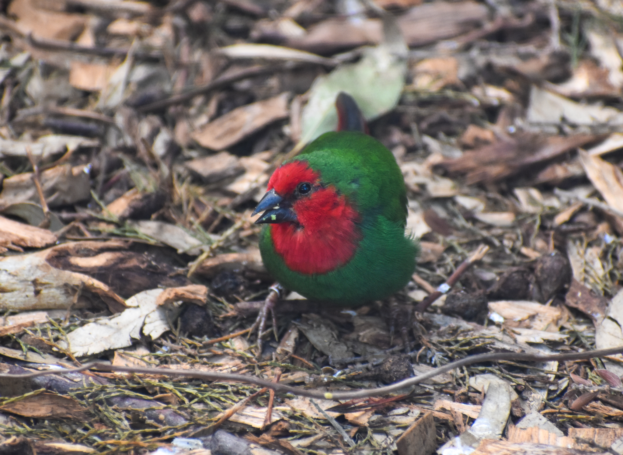 Red-faced Parrotfinch