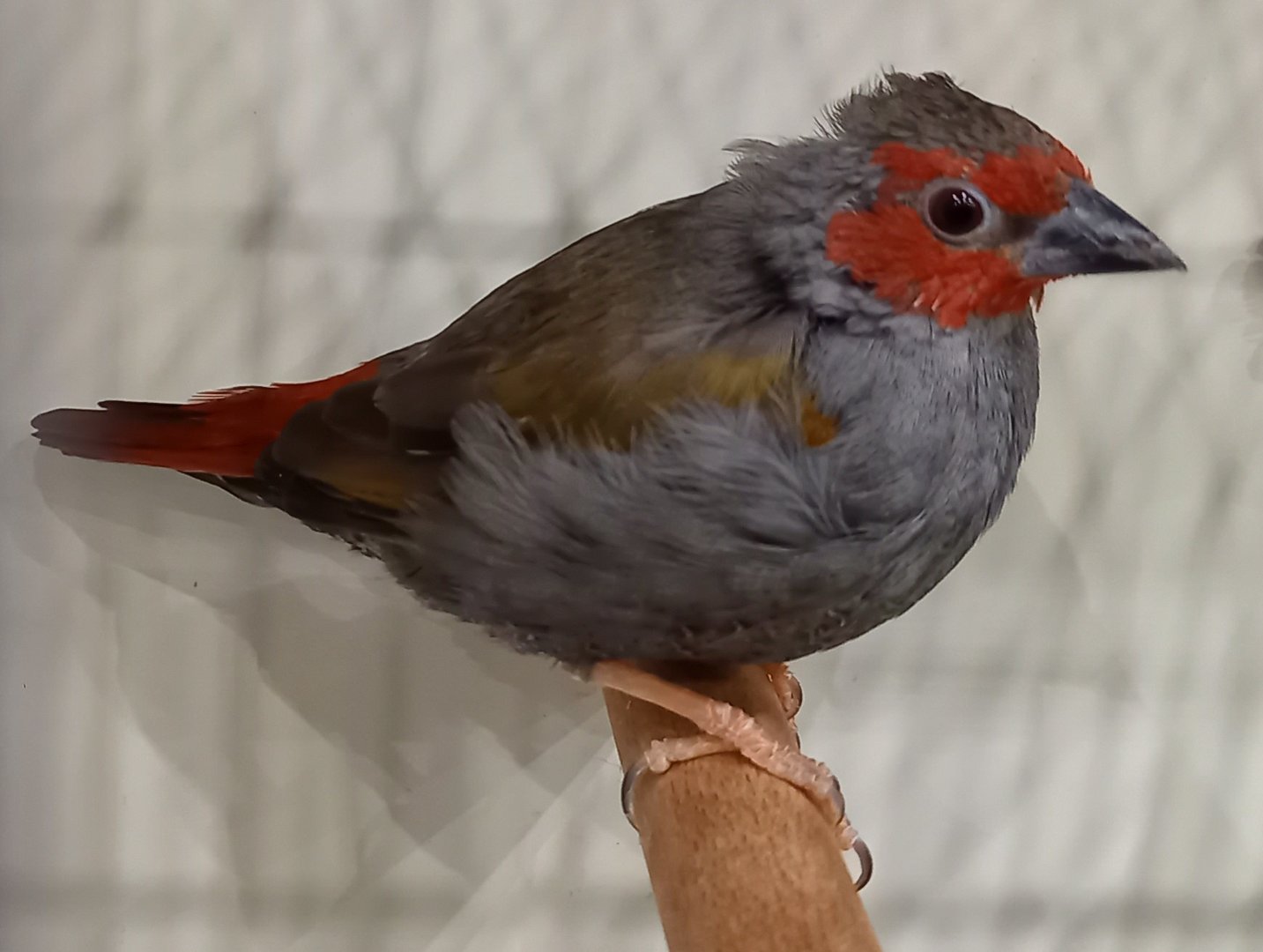 Red-faced pytilia