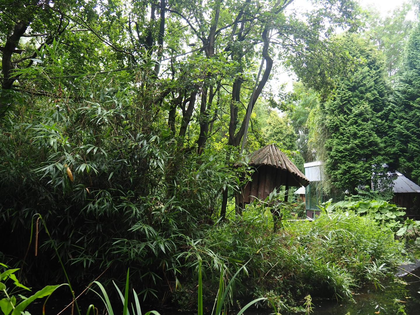 Red-faced spider monkey and Bolivian squirrel monkey island, 2019-08-11