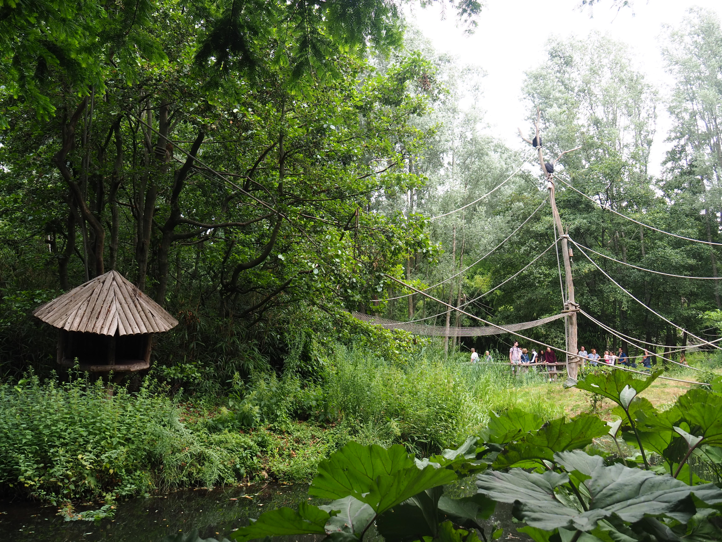 Red-faced spider monkey and Bolivian squirrel monkey island, 2019-08-11