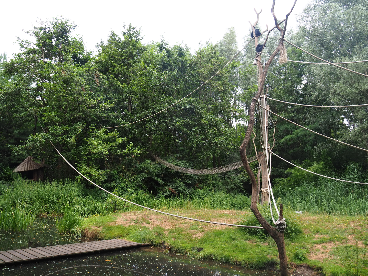 Red-faced spider monkey and Bolivian squirrel monkey island, 2019-08-11