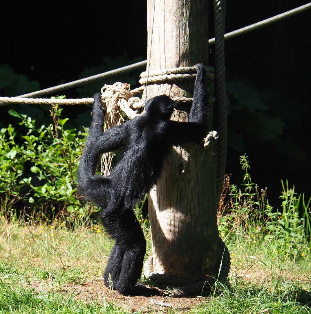 Red-faced spider monkey (Ateles paniscus), 2019-08-11