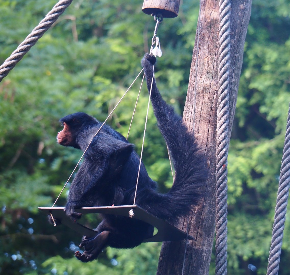 Red-faced spider monkey (Ateles paniscus), 2019-08-11