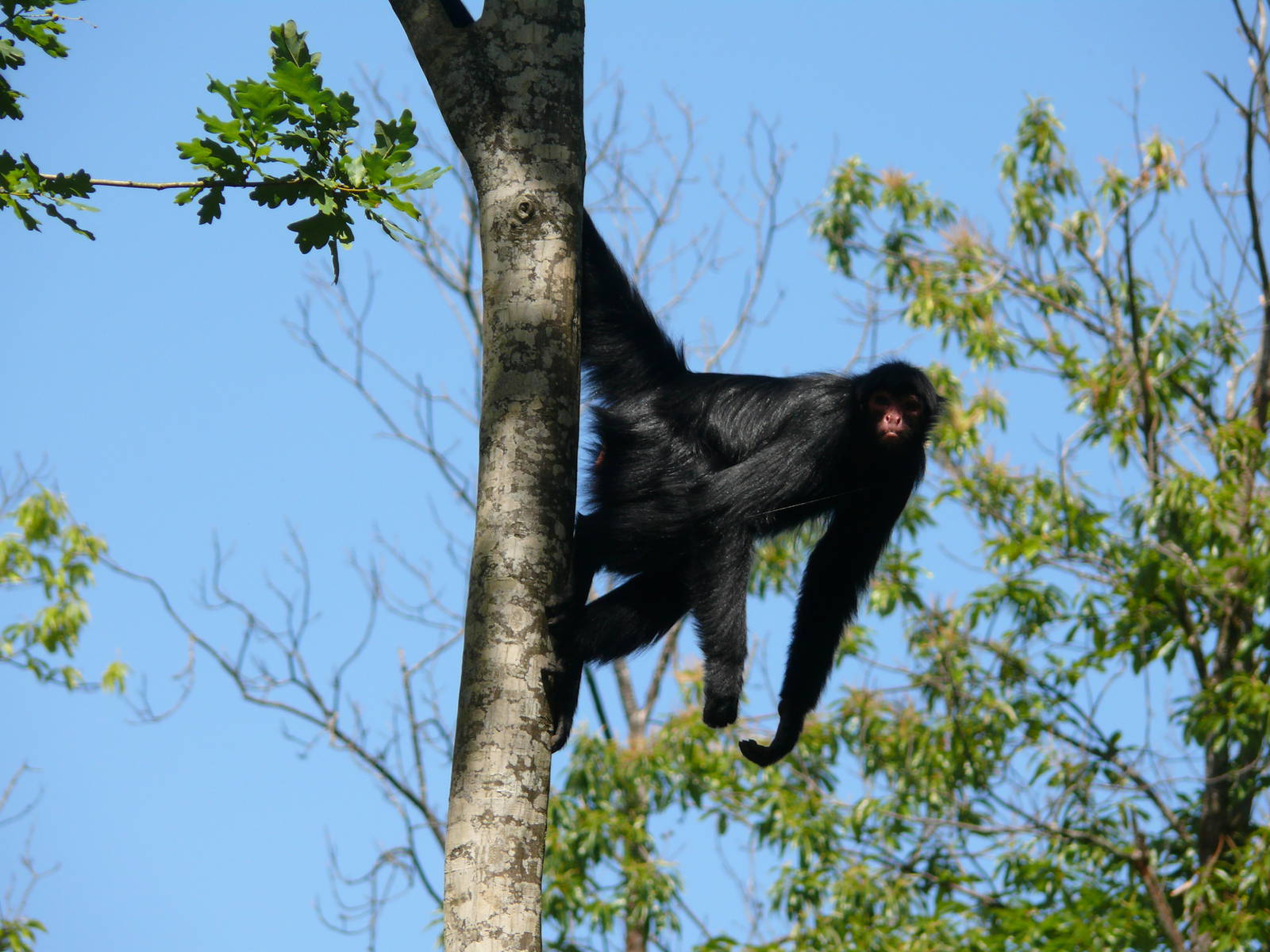 Red-faced spider monkey (Ateles paniscus)