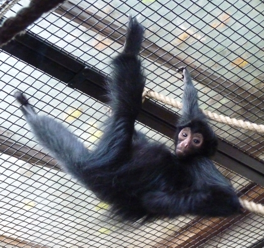 Red-faced spider monkey (Ateles paniscus)