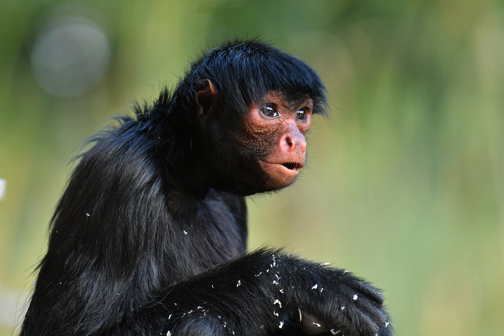 Red-faced spider monkey (Ateles paniscus)