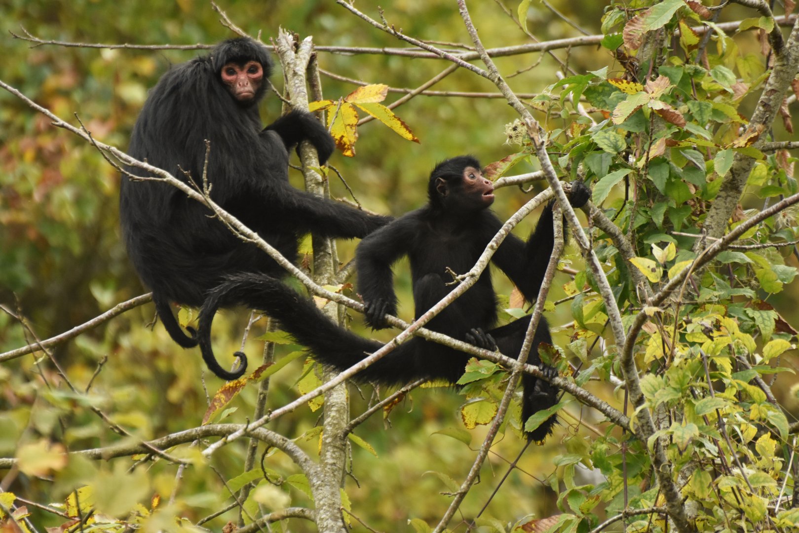 Red-faced spider monkey (Ateles paniscus)