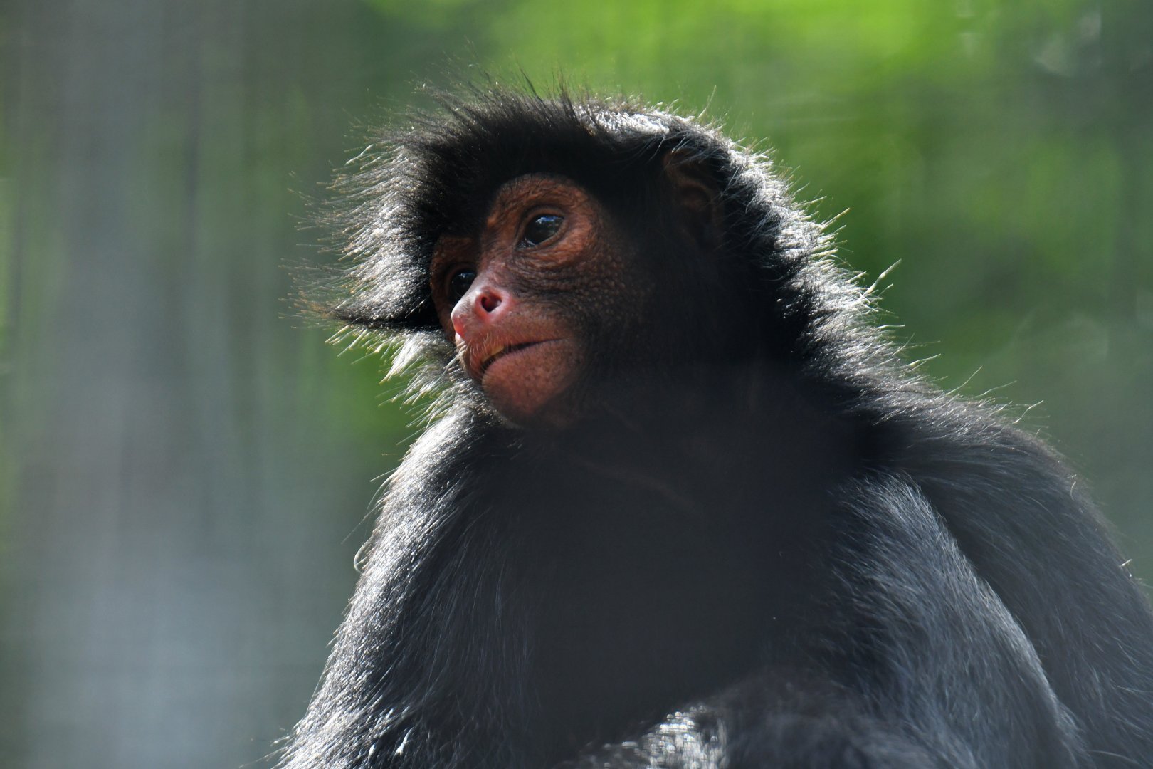 Red-faced spider monkey (Ateles paniscus)
