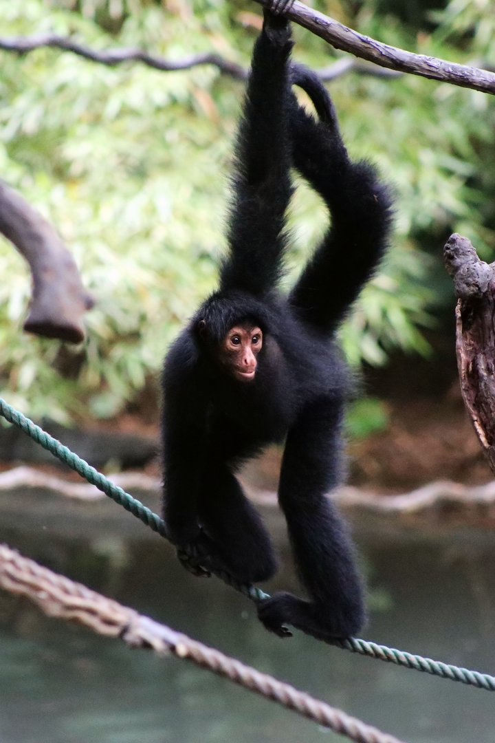 Red-faced Spider Monkey (Ateles paniscus)