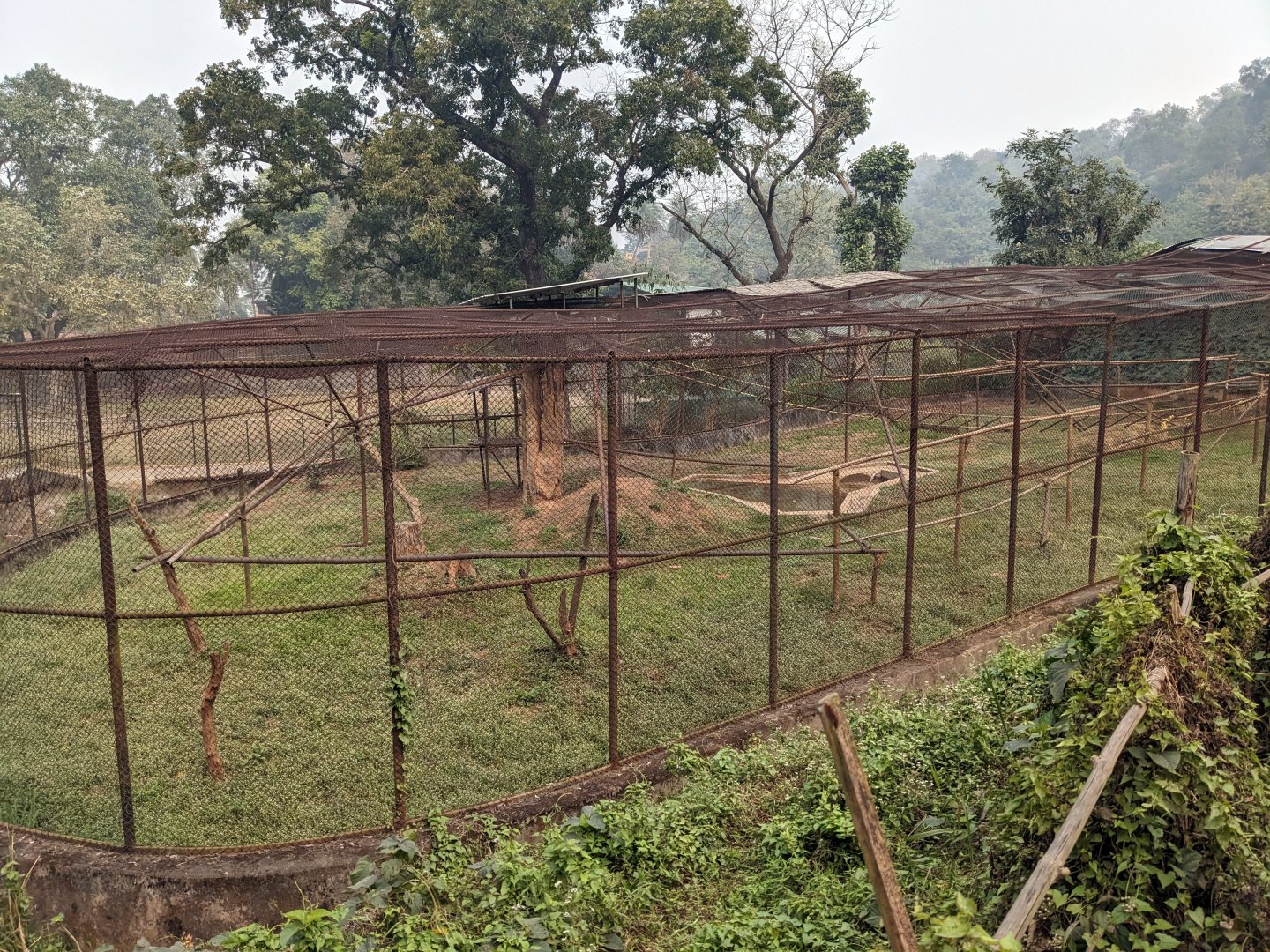 Red-faced spider monkey aviary