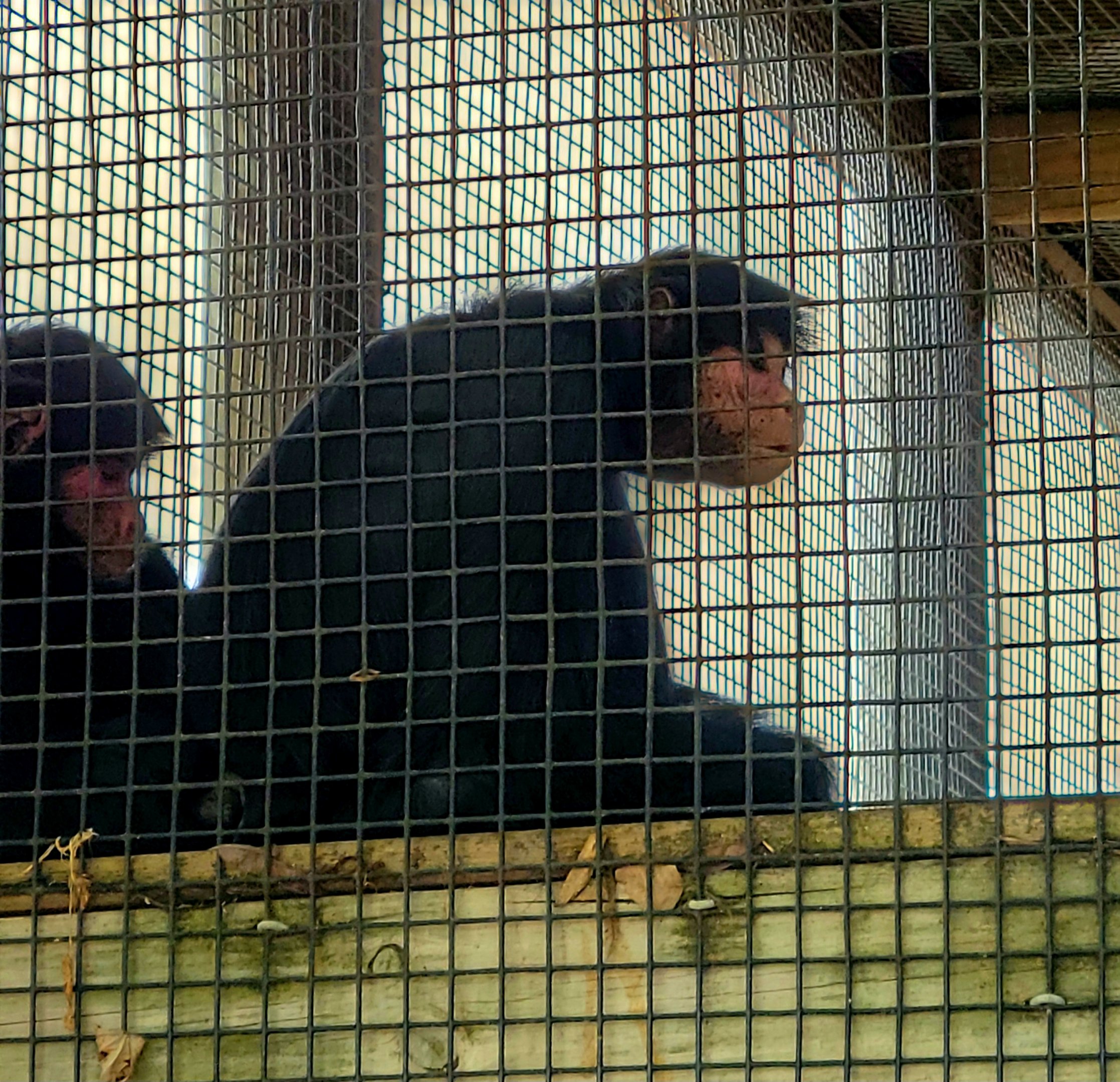 Red-Faced Spider Monkey-Bright's Zoo